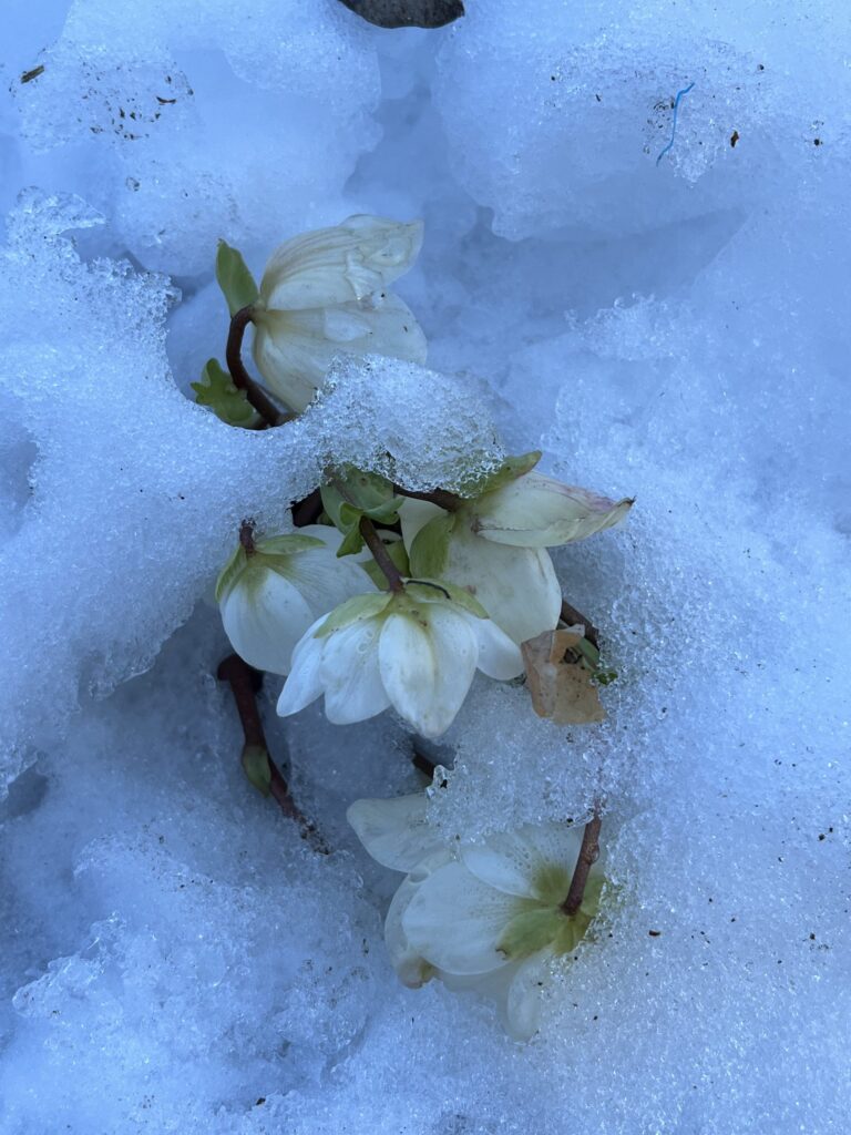 Julrosen som kommer igen i snö och kyla!